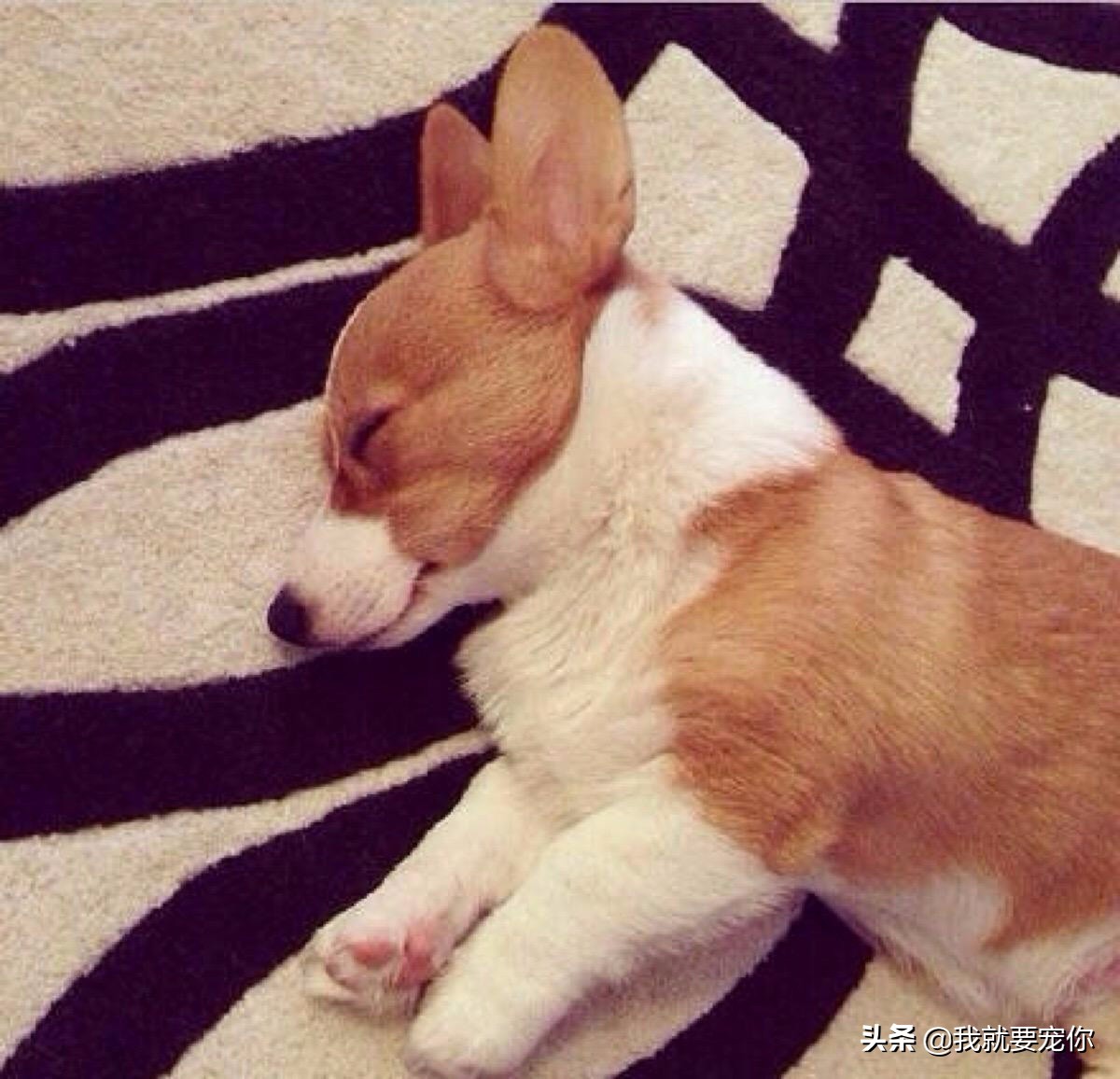 如何判断一只柯基幼犬是否健康,柯基养殖的现状及前景