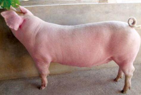 母猪产后食欲低浑身发抖,产后母猪不吃食是什么病