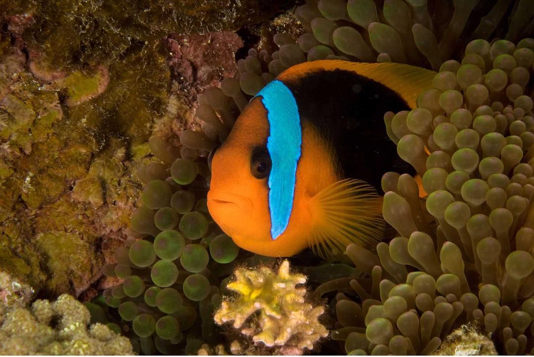 无比震撼的十部动物纪录片,15部81集顶级的自然动物纪录片