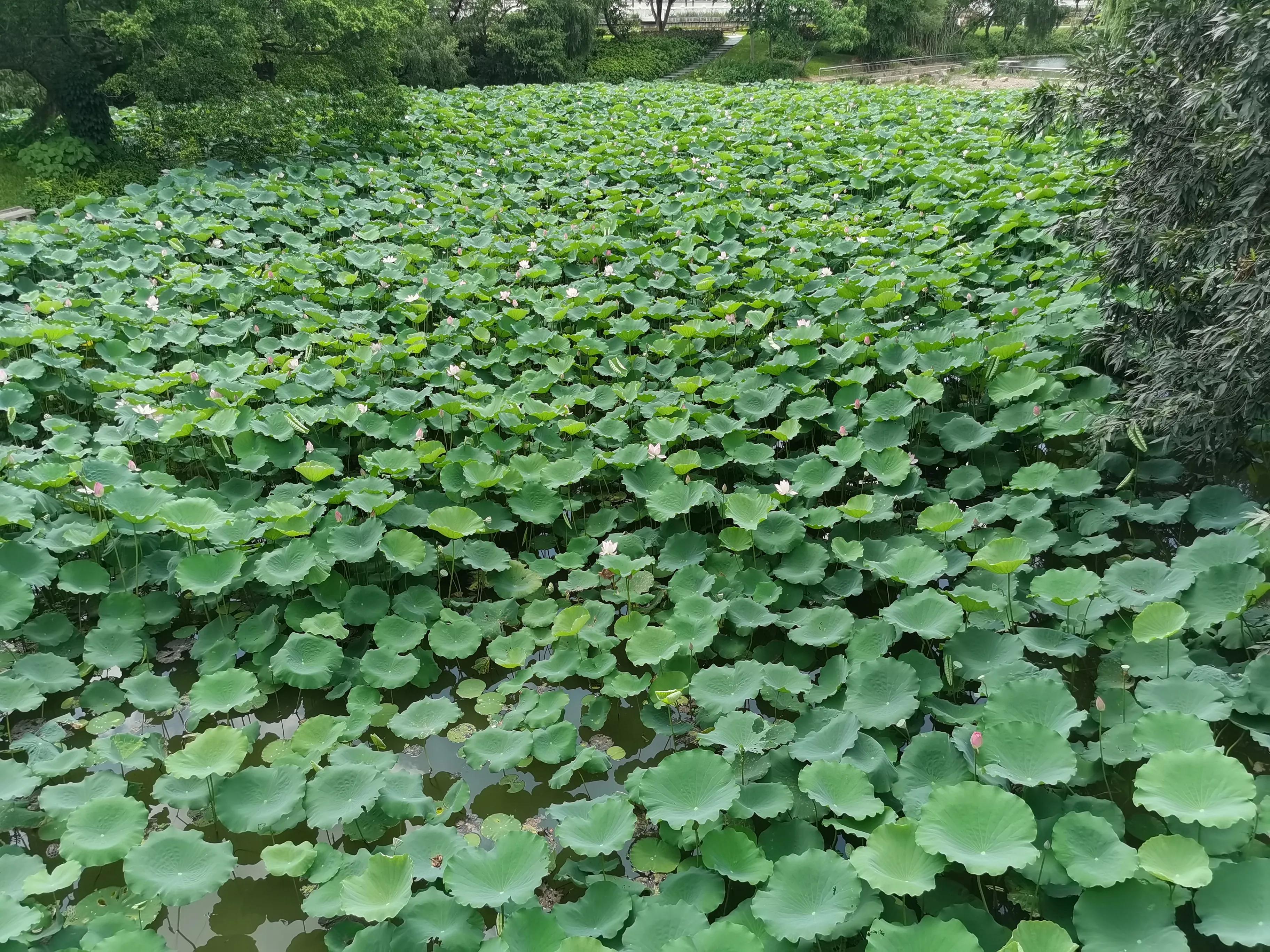 深圳洪湖公园荷花地址,深圳洪湖公园荷花排名