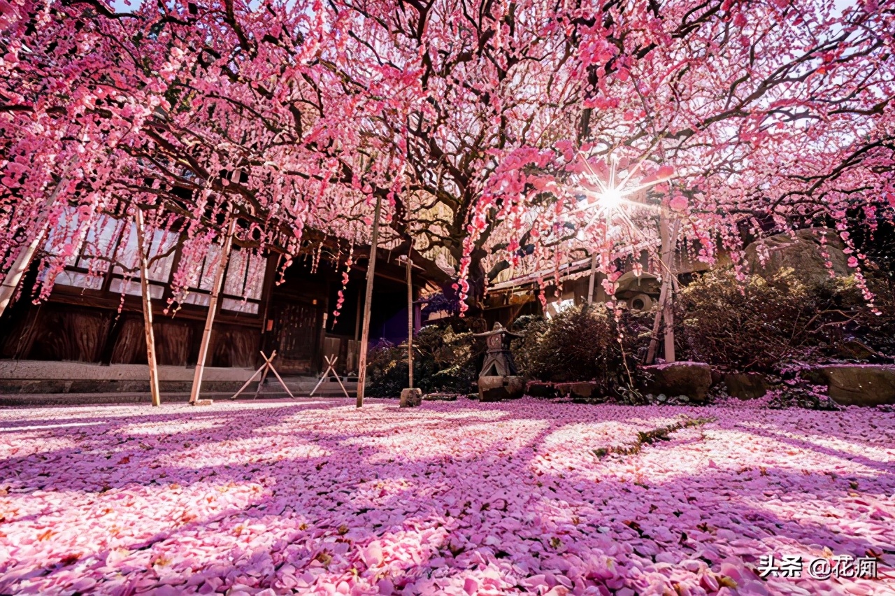 院中间种老桩梅花,什么样的梅花树适合种在院子里