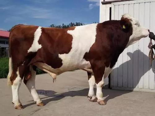 1.9个亿的减值！新三板赛科星年报被问询