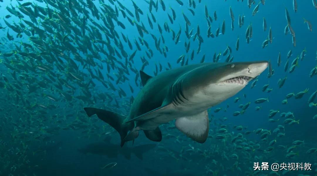 某些企鹅竟然偷东西成瘾，张腾岳一句话道破真相