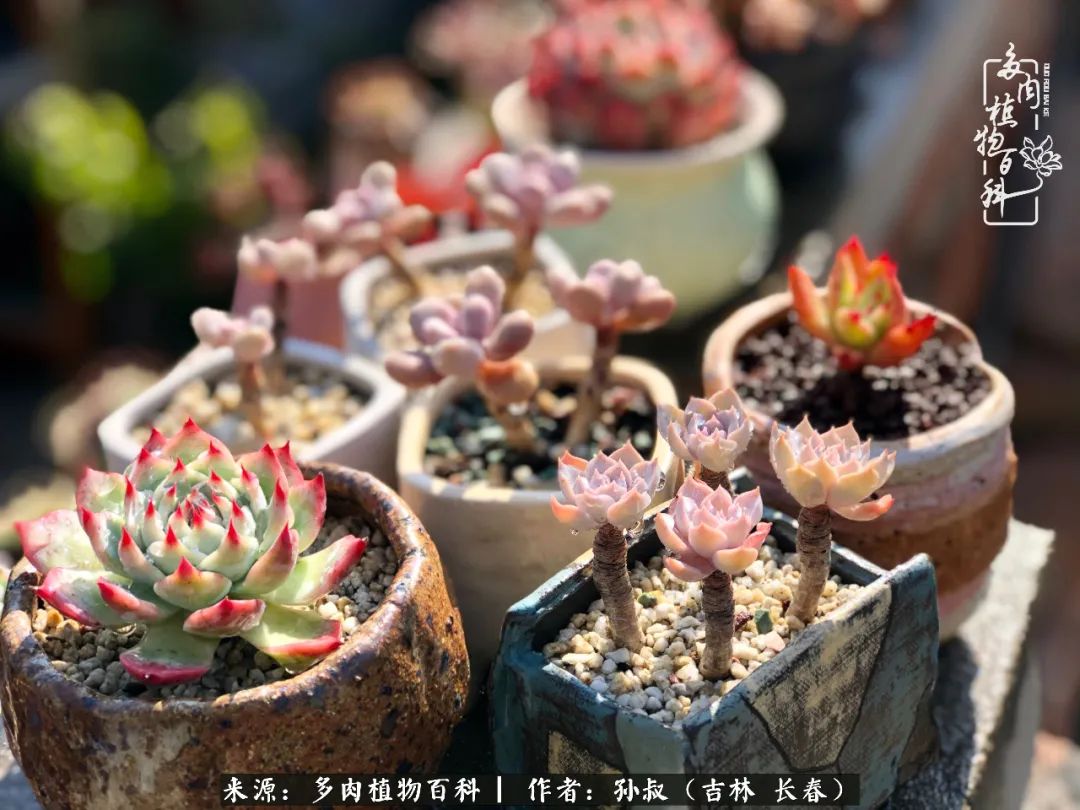 与多肉一起成长,与多肉相伴
