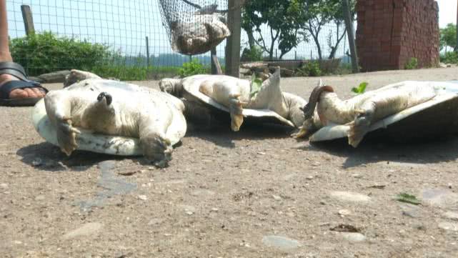 甲鱼每天都死亡是缺氧吗,甲鱼大量死亡怎么办