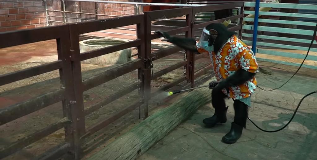 帅哥裸露卖榴莲、猩猩骑车消毒，疫情下的泰国又搞笑又心酸