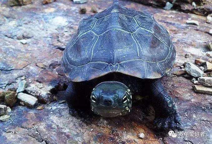 硝化菌的培养建立，你会了吗？