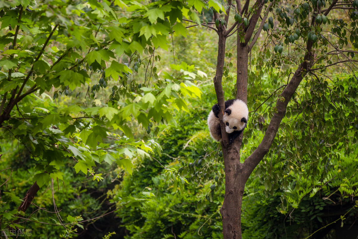中国国宝大熊猫故事,中国国宝大熊猫