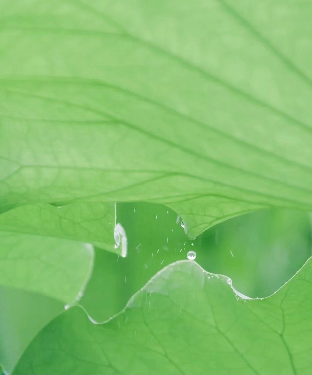 看取莲花净应知不染心,看取莲花净的意思