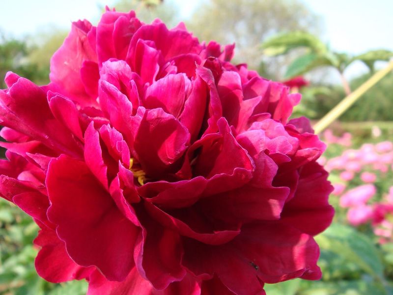 中国三十种名花图片大全,中国十大名花及花卉文化