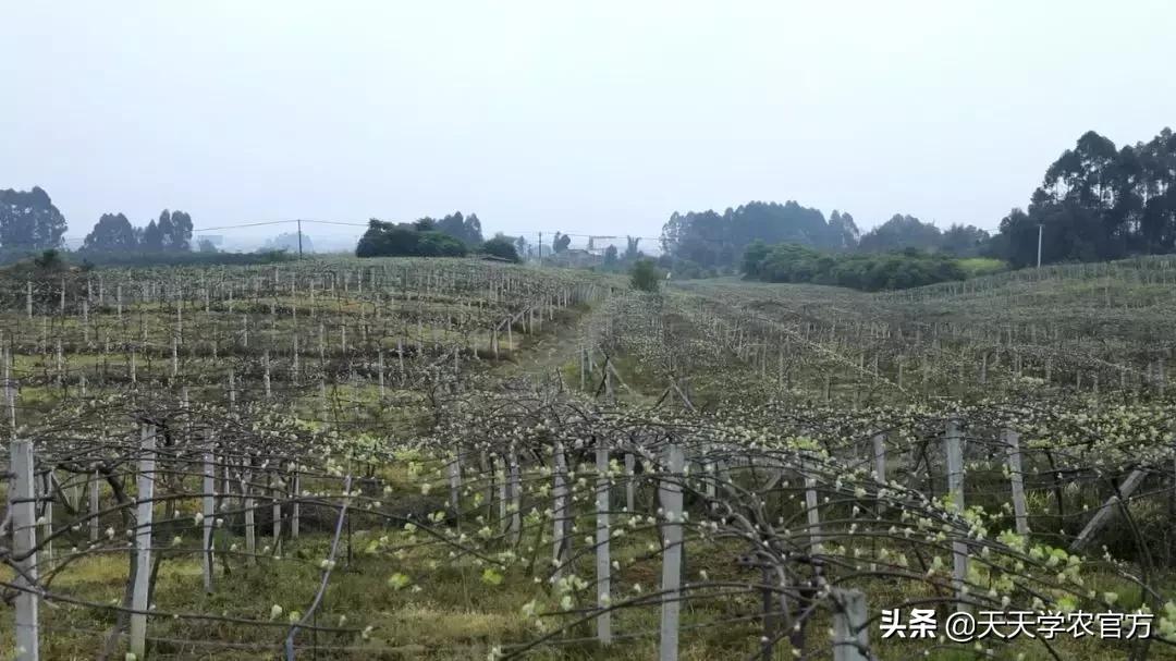 施那么多萌芽肥都浪费了？专家支招，一亩地50块肥钱足够了！