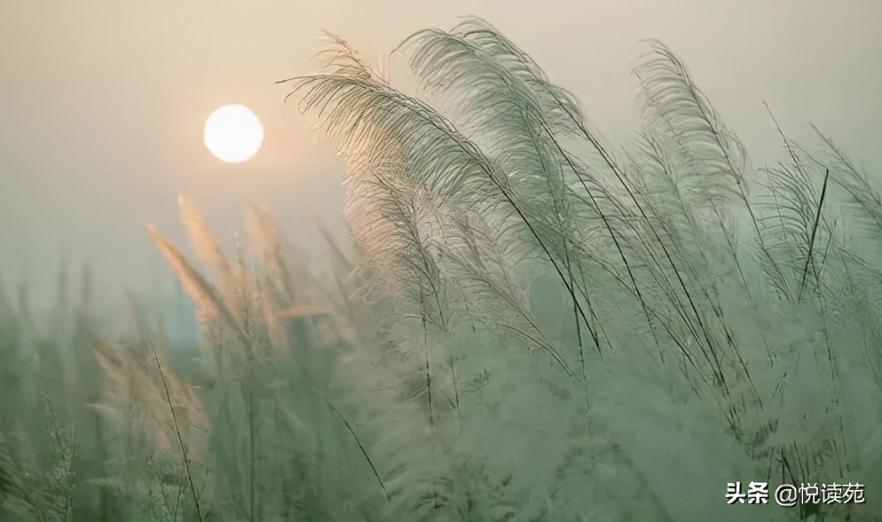 王文鸽郑州,王文鸽景德镇市