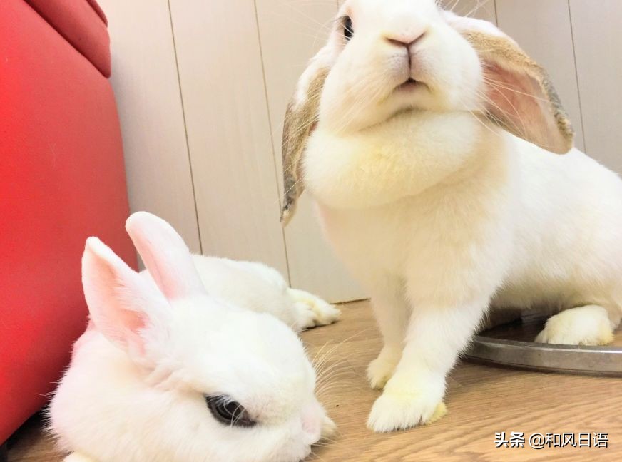 日本迷你猪咖啡厅,日本街头超有人气的猫头鹰咖啡厅