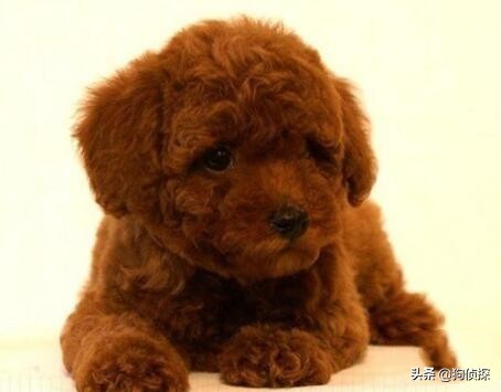 泰迪脂肪瘤咋处理,泰迪脂肪瘤怎么去除