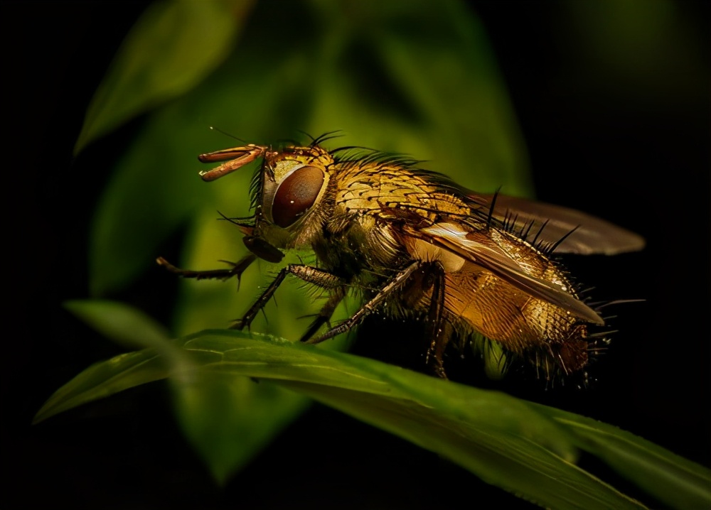 100个搞笑冷知识动物,奇葩动物冷知识你都知道哪几个
