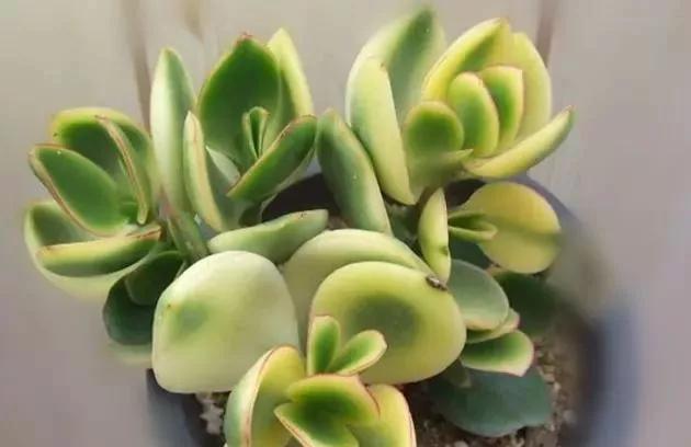 落日之雁多肉怎么养,新花月锦老桩落日之雁多肉植物