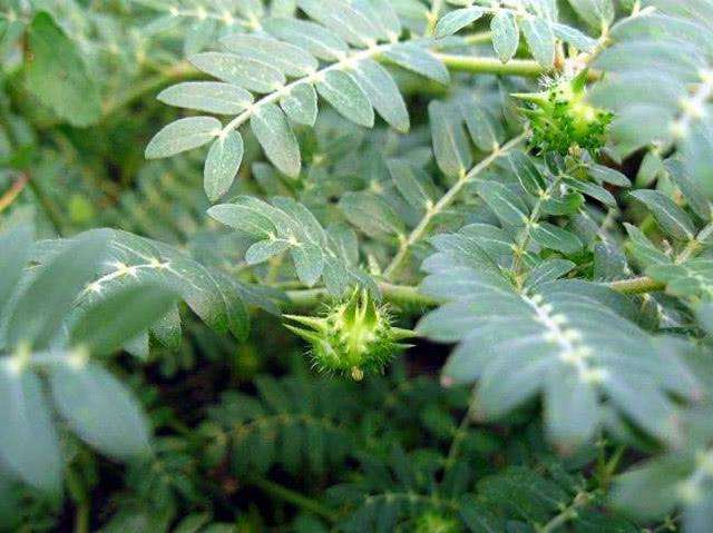 105种野草图片大全,105种野草的图片功效与作用