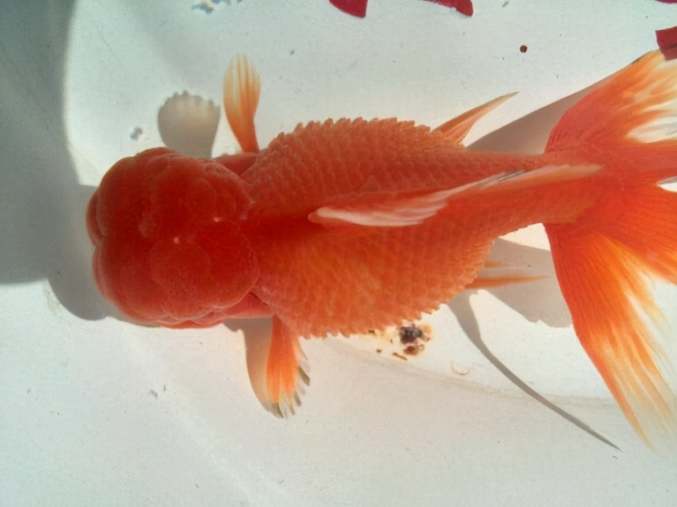 金鱼怎么蔫巴蔫巴就死了什么原因,为什么我买的金鱼到家几天就死了