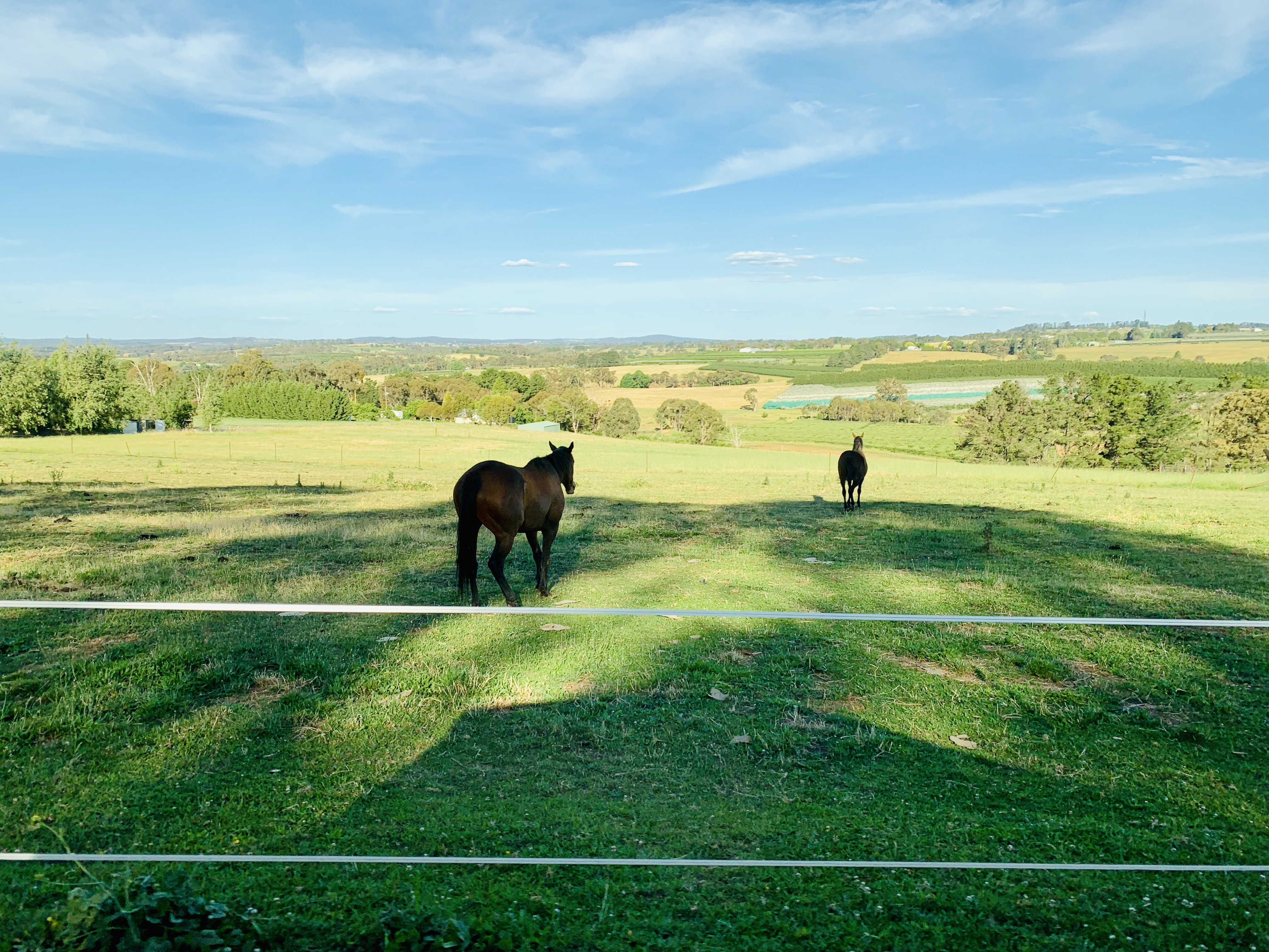 澳洲樱桃采摘,在澳洲采樱桃视频