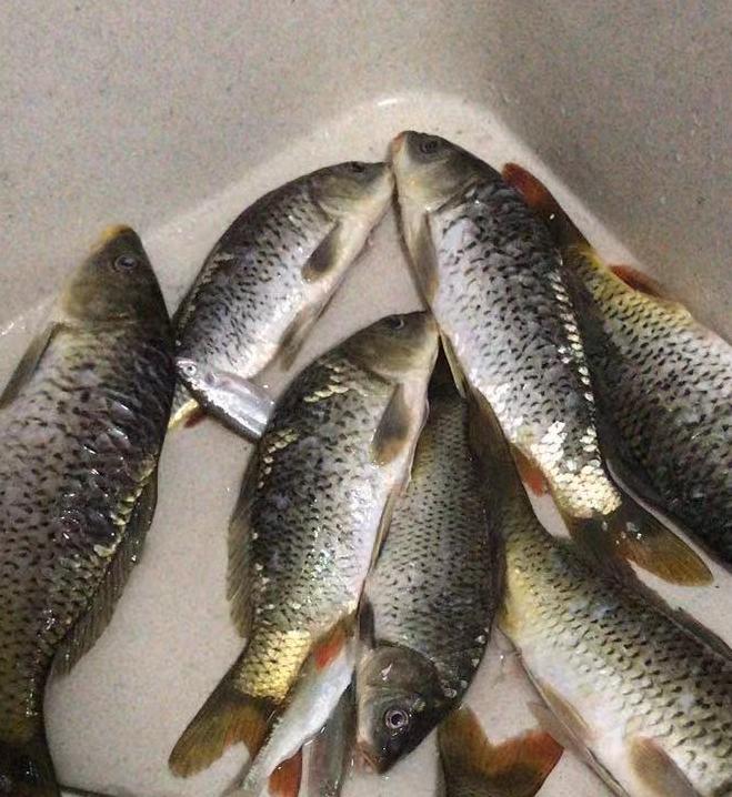 鱼与草木一样是冷血动物吗,鱼是冷血动物吗为什么不冬眠