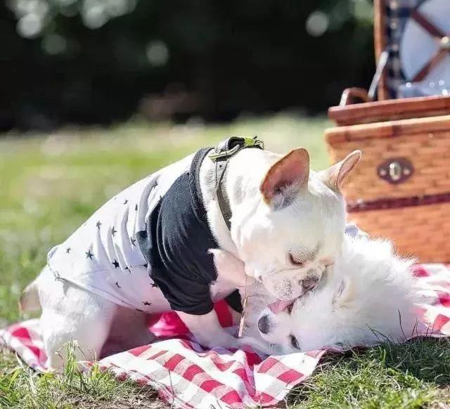 盘点那些甜甜的猫狗cp,猫狗cp高甜