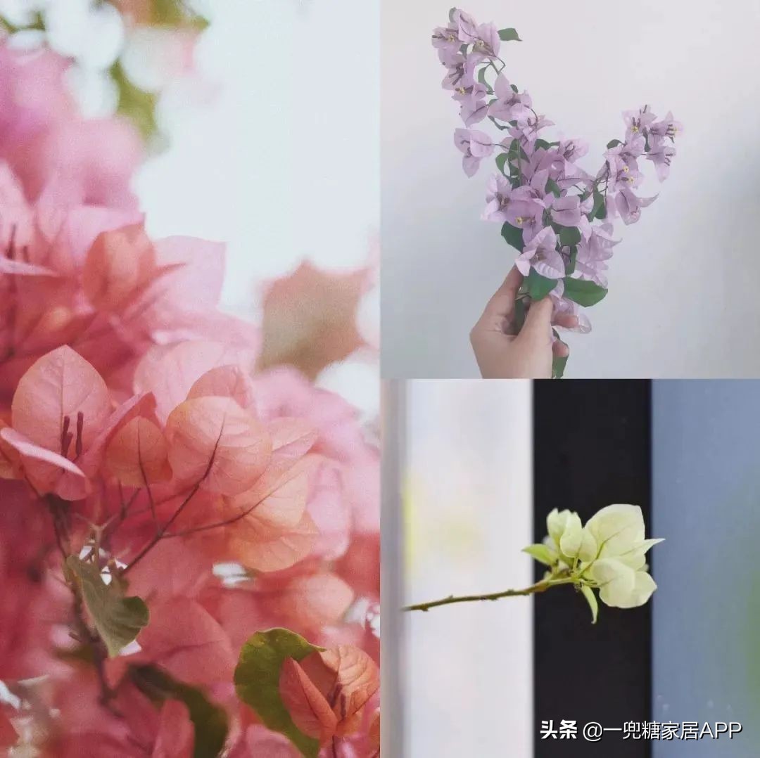 春天花会开|这20家植物淘宝店，植物杀手看了也想买！