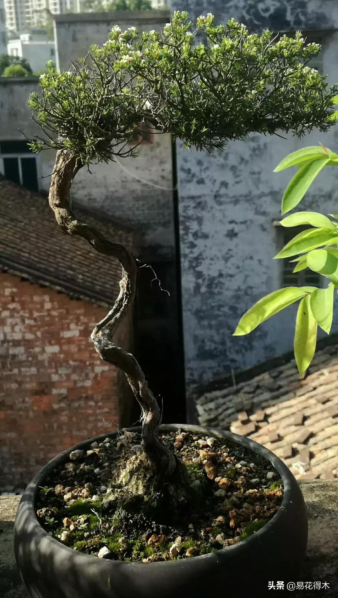 岗松有几个品种,岗松盆景的寓意是什么