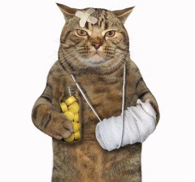 猫咪急救小常识,猫咪受伤怎么救治