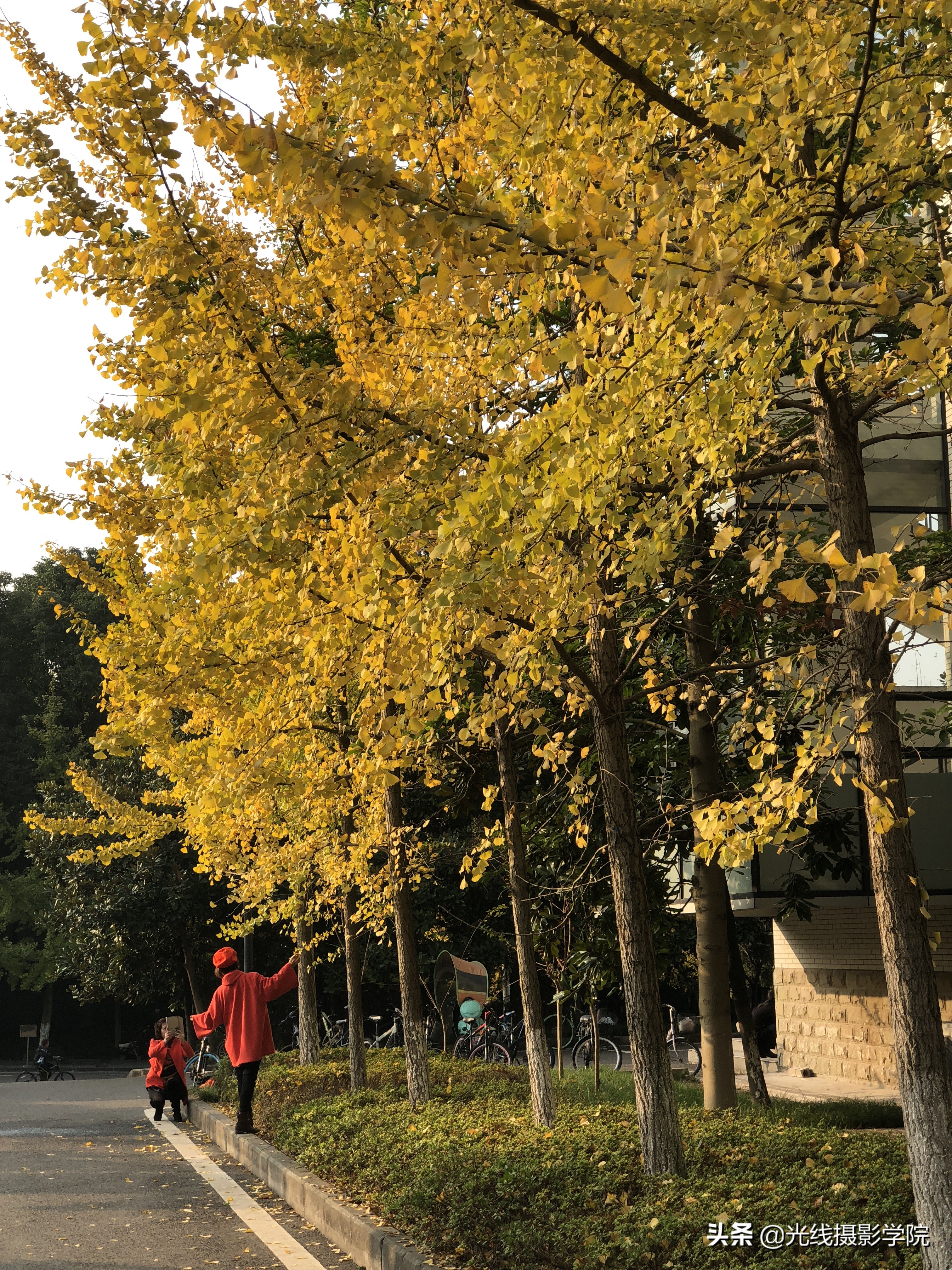 重庆赏银杏,重庆初冬呈现金色银杏