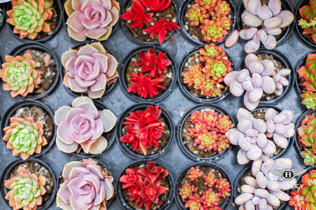 宾利广州展厅,宾利深圳福田展厅优惠团购