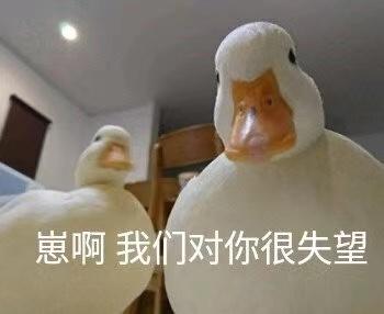 攒钱买波司登 (买大鹅还是买波司登)