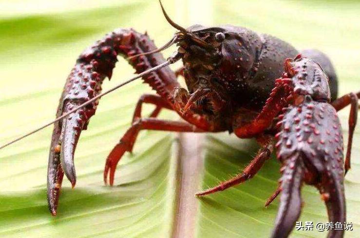 小龙虾可以和观赏鱼一起养吗,小龙虾可不可和观赏鱼养