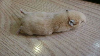 仓鼠的排泄物要每天清理吗,仓鼠吃排泄物需要补什么物质