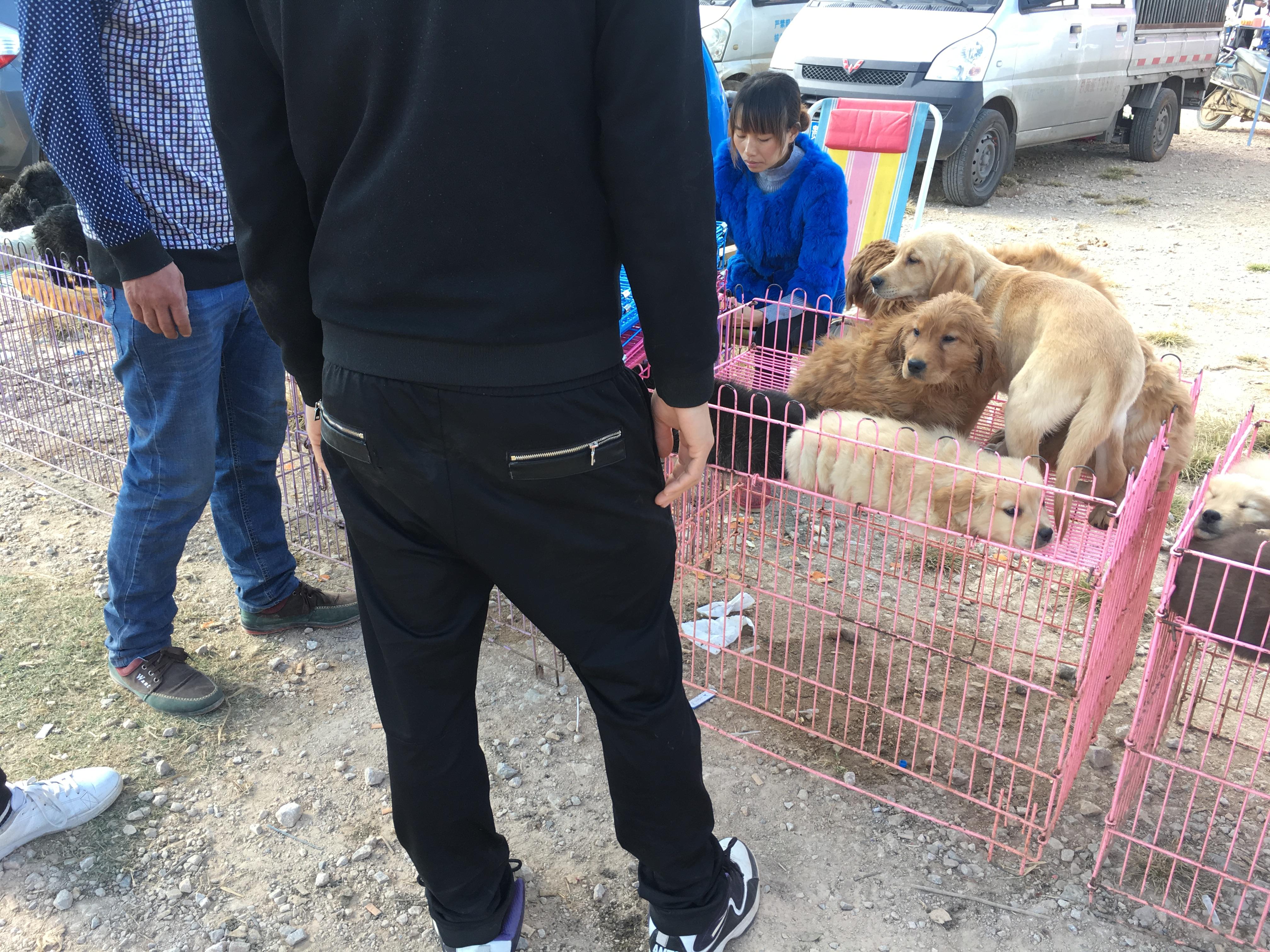 500元买一只拉布拉多,男子花4000买老头的拉布拉多