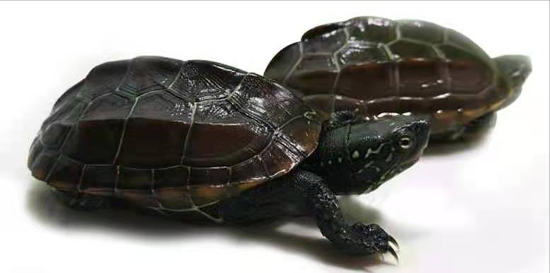 西非龟和沼泽龟哪个好养好看,黄耳龟跟黄头侧颈龟哪个好养