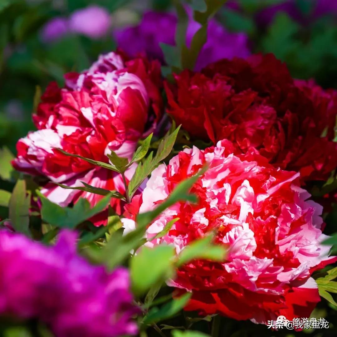 100张照片一百种幸福,100张图片带你去云南