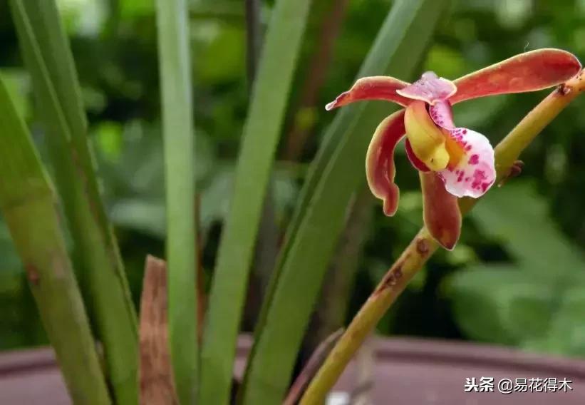 蜜蜂兰和兰花有什么不一样,极品兰花蜜蜂兰