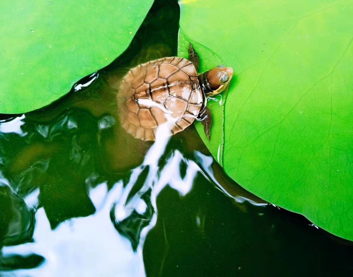 养龟春天注意事项,养龟怎样防止龟病