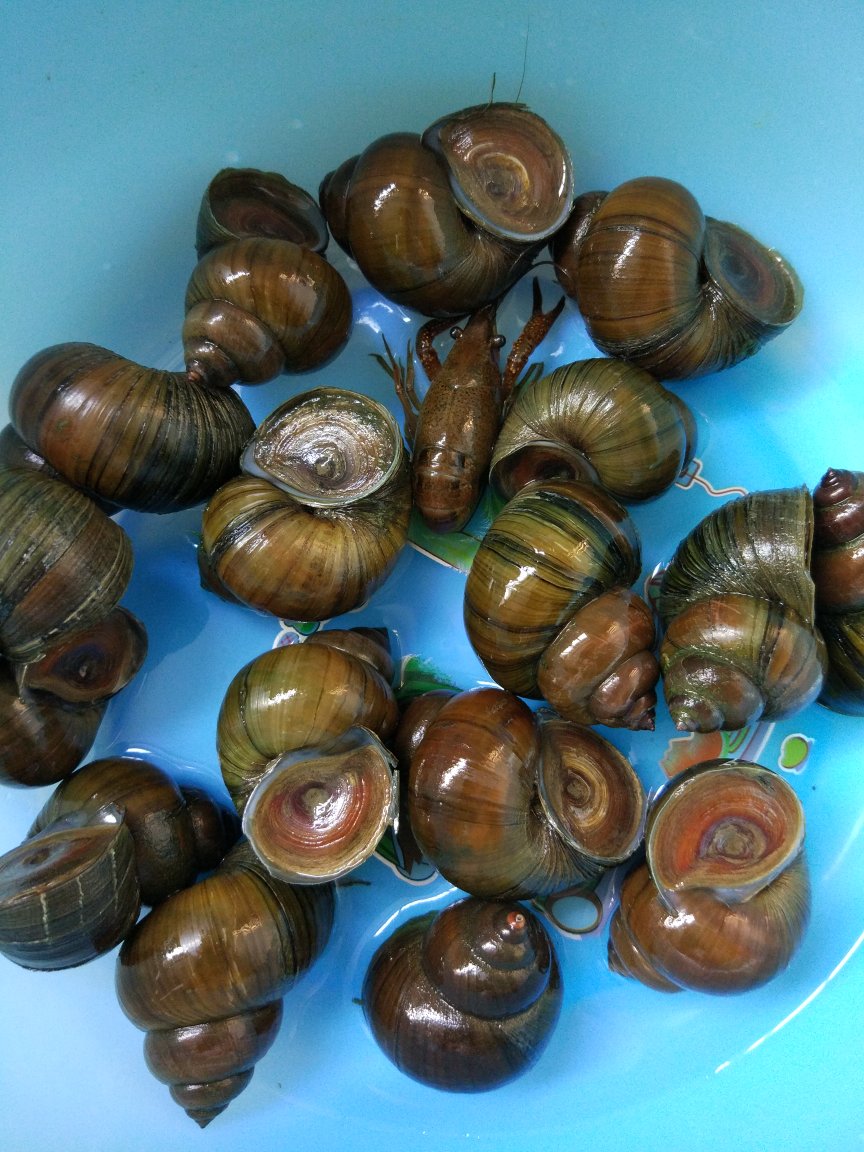 野钓需要注意的寄生虫,野外钓鱼如何防寄生虫