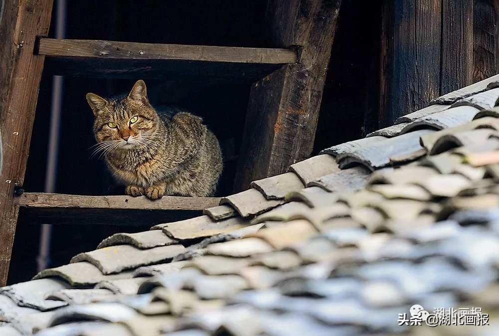 庆阳旅游古城,恩施庆阳坝古街