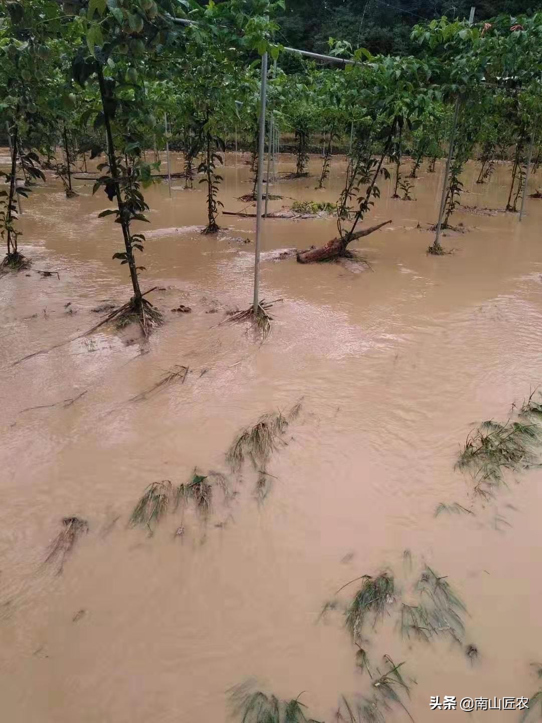 果园用水如何处理,果园缺水如何救活