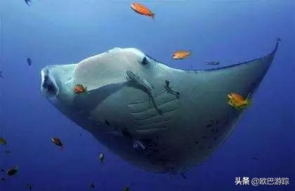 马尔代夫海底体验,马尔代夫海洋深度