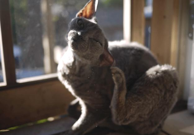 猫耳螨导致耳朵溃烂,猫咪耳螨引起耳血肿怎么办