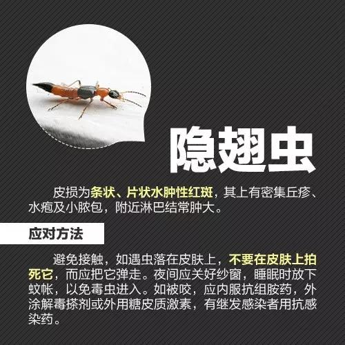 十大毒虫咬人后果,十大毒虫咬人了怎么办