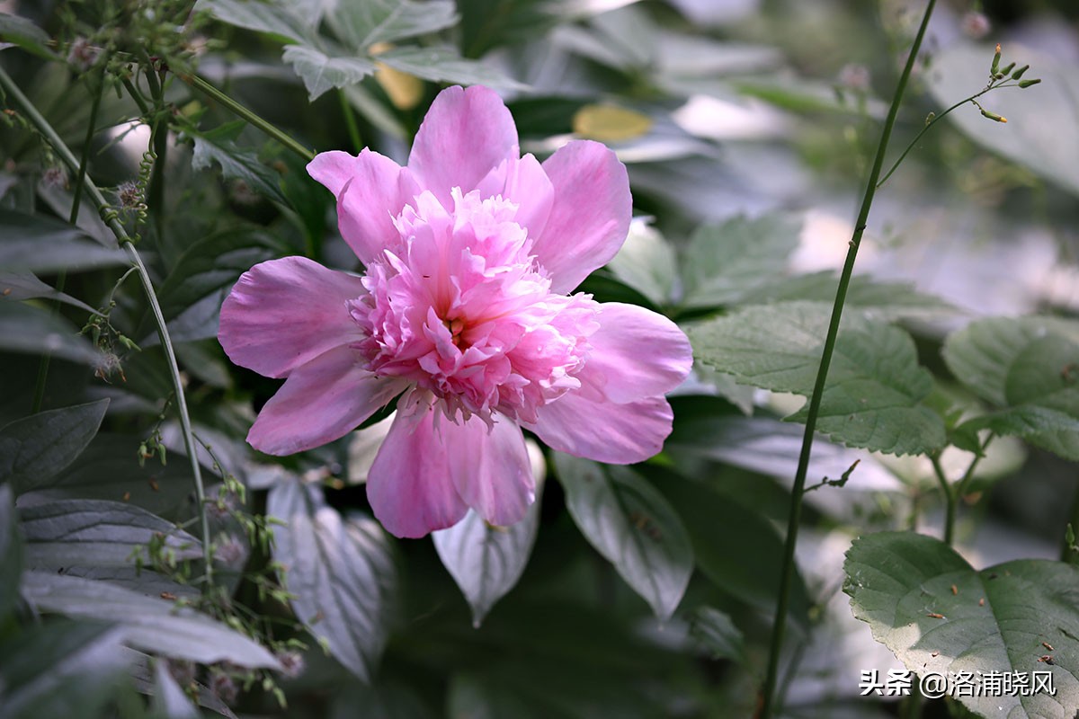 大院绿化的回忆——顺便看看院里的芍药定个究竟有多少种？
