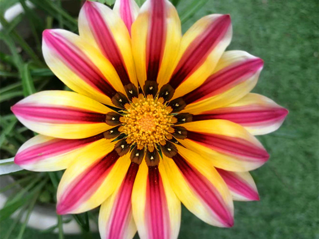 勋章菊花朵不开,勋章菊什么时候开花