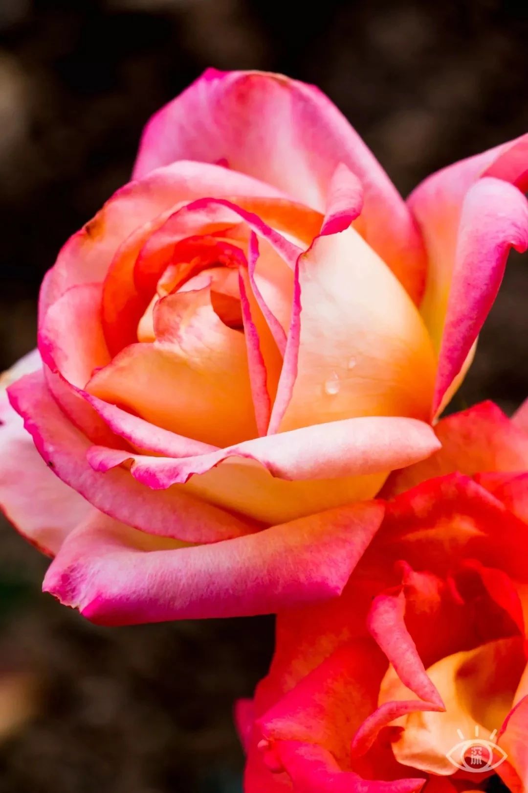 深圳1号线晚上好去处,坐地铁1号线玩遍深圳24个好地方