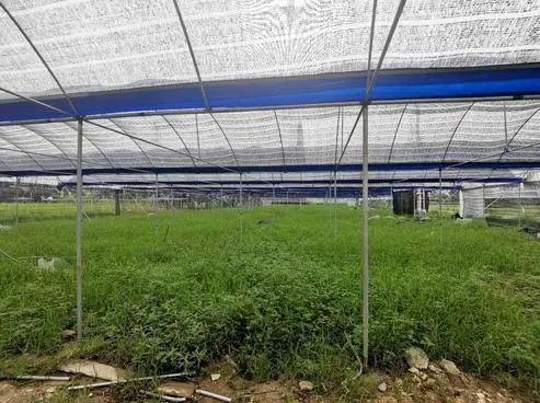 广东广州白云区神山镇7亩大棚农地出租，2.1万/年，无转让费