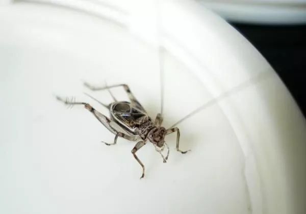 鸣虫金蛉子,金蛉子鸣虫专卖