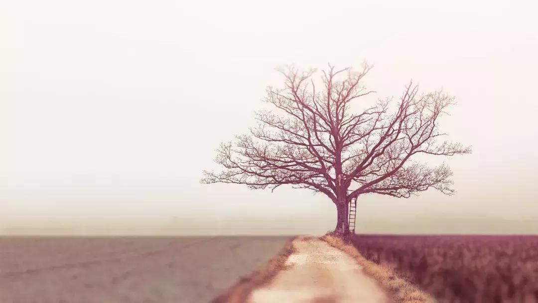 父亲决定孩子飞多高,母亲决定孩子飞多远